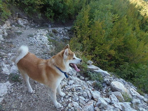 Akita personality and temperament