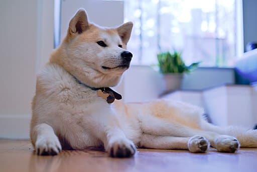 Well-trained Akita
