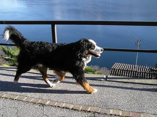 Bernedoodle
