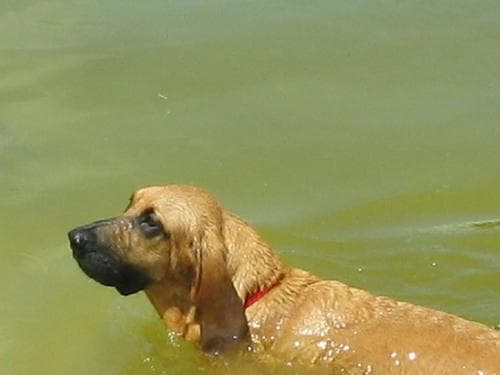 Bloodhound personality and temperament
