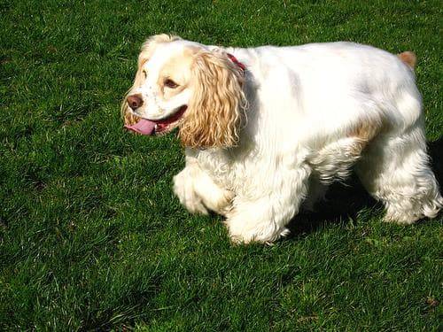 Cavalier King Charles Spaniel