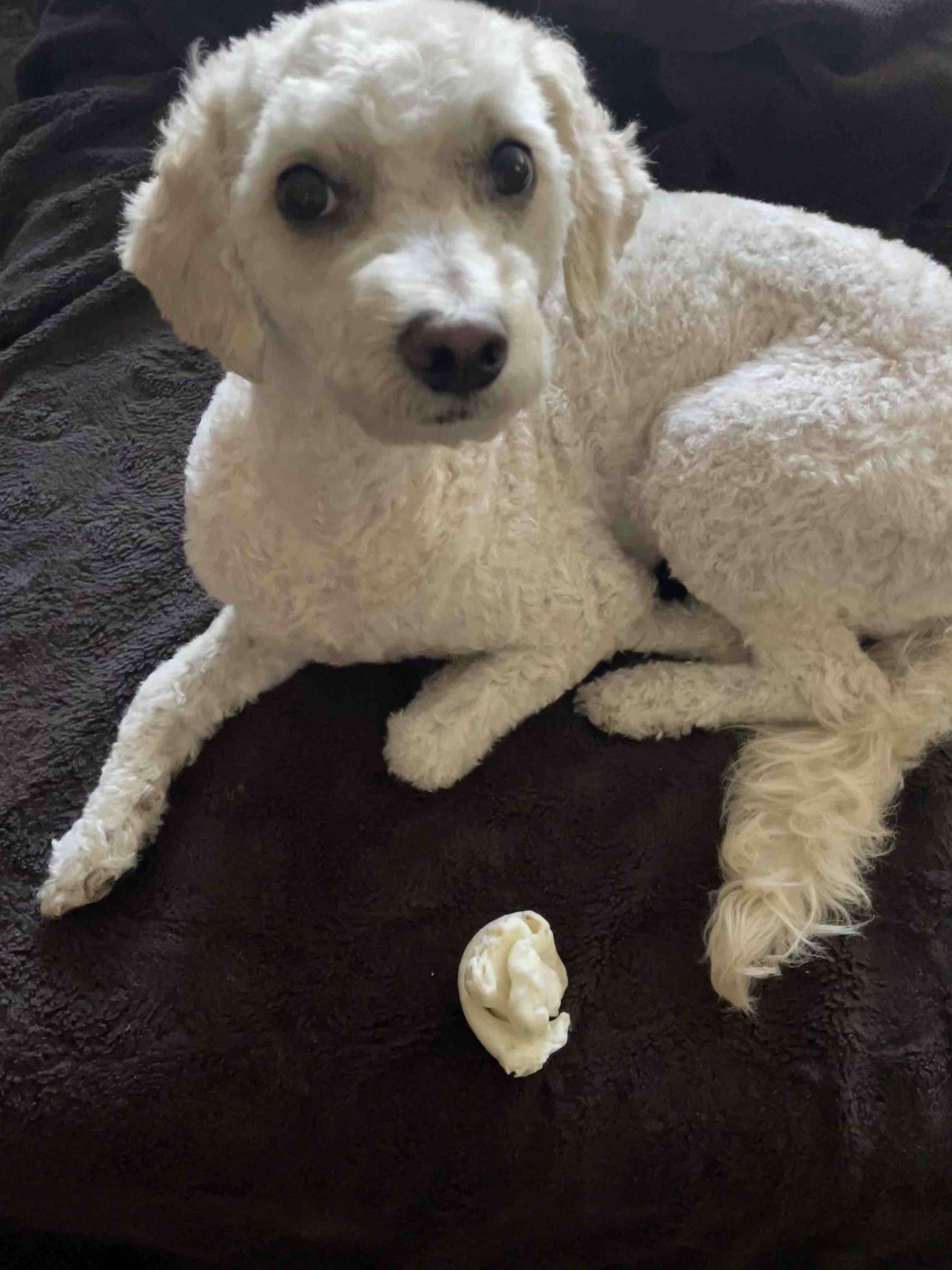 Cavapoo