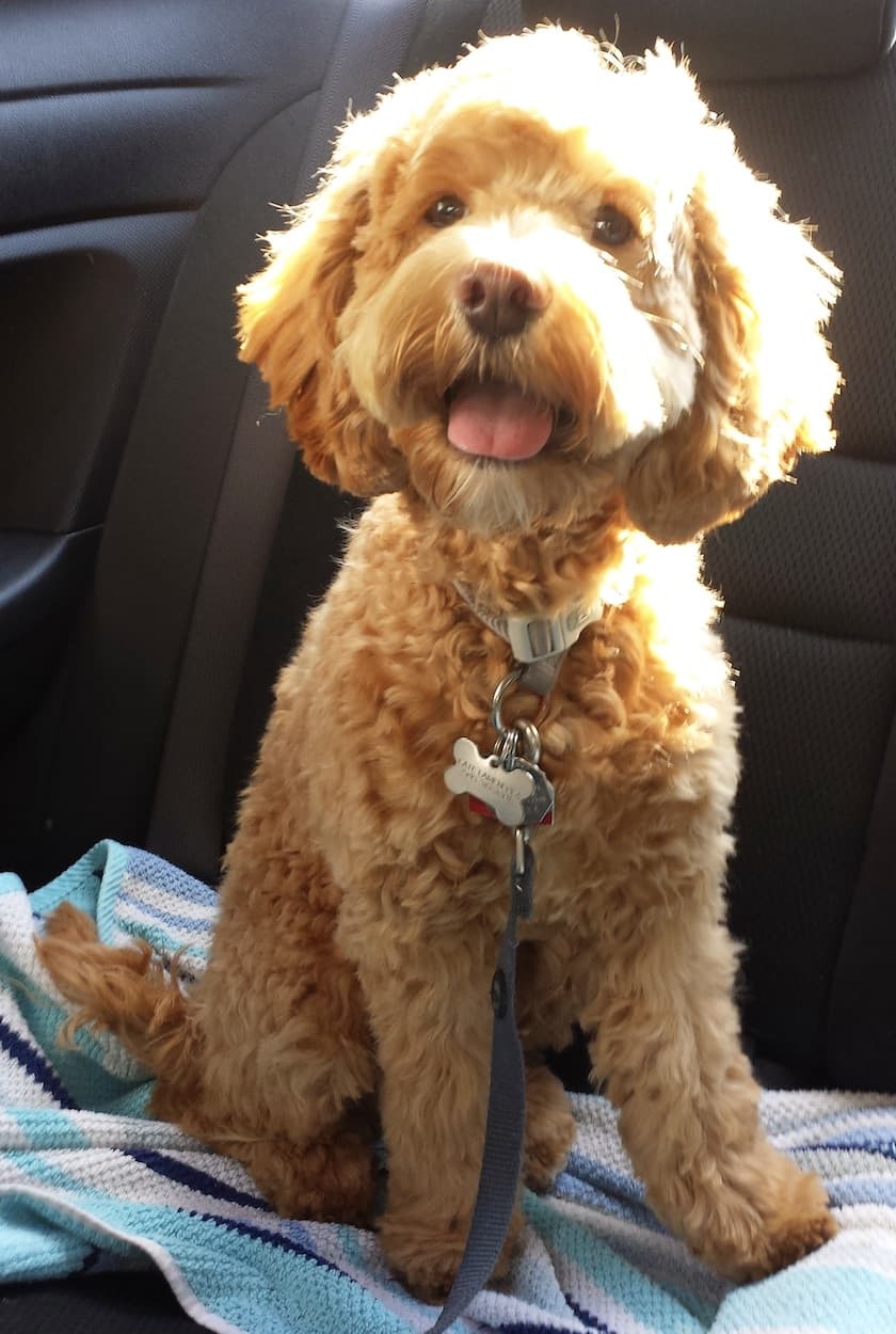 Cockapoo