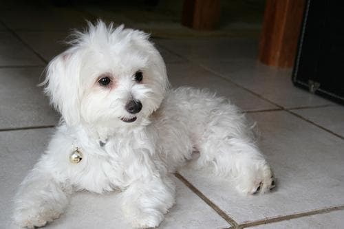 Well-trained Maltese