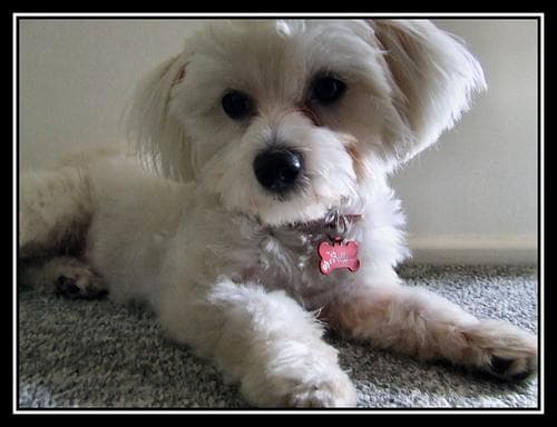 Maltipoo