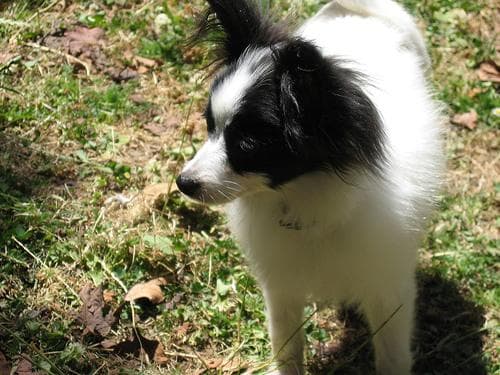 Papillon