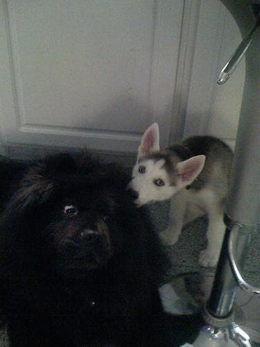 Pomsky