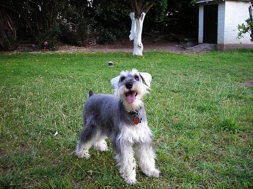 Schnoodle