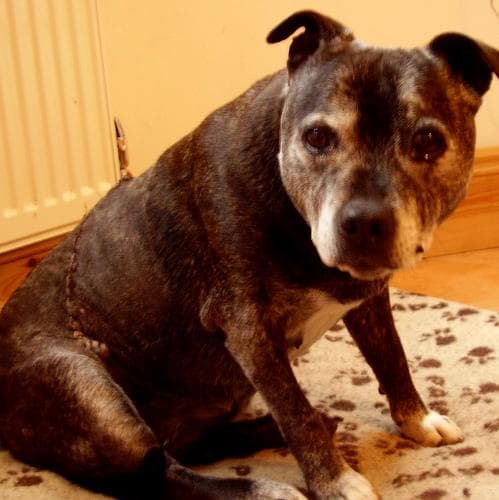 Staffordshire Bull Terrier