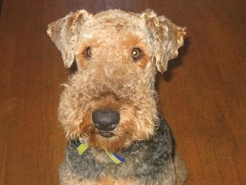 Airedale Terrier training