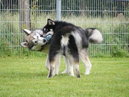 Alaskan Malamute training