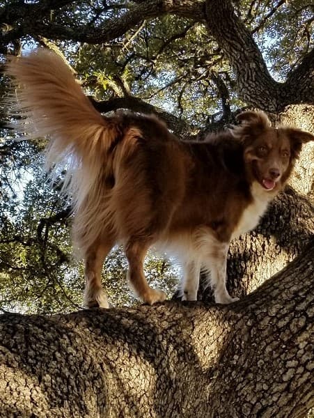 Aussiedoodle training