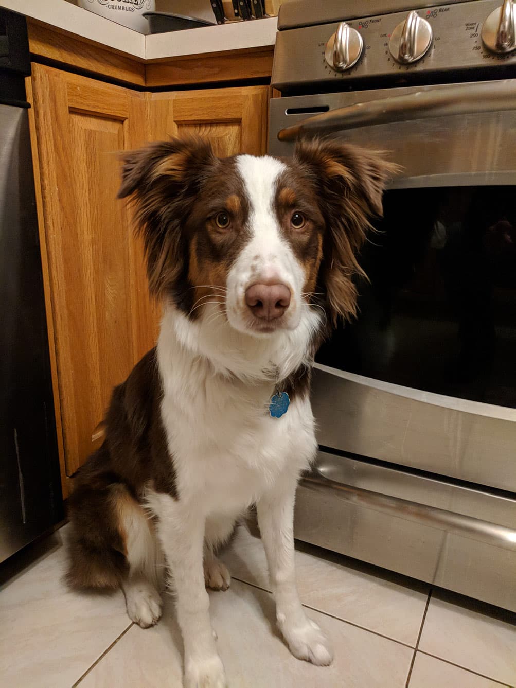Well-trained Aussiedoodle