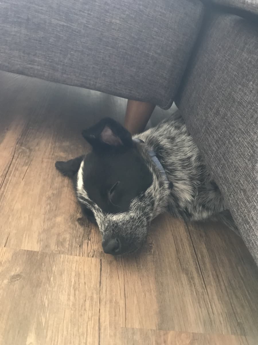 Australian Cattle Dog training