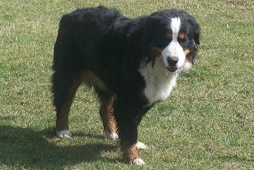Bernedoodle personality and temperament
