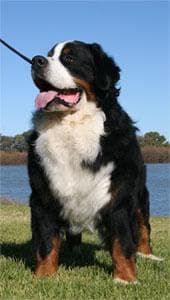 Well-trained Bernedoodle