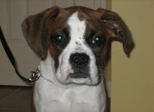 Well-trained Boxer