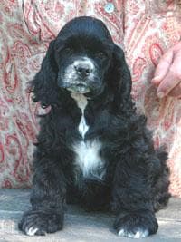 Well-trained Cavalier King Charles Spaniel