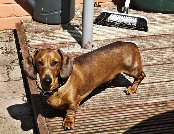 Well-trained Dachshund