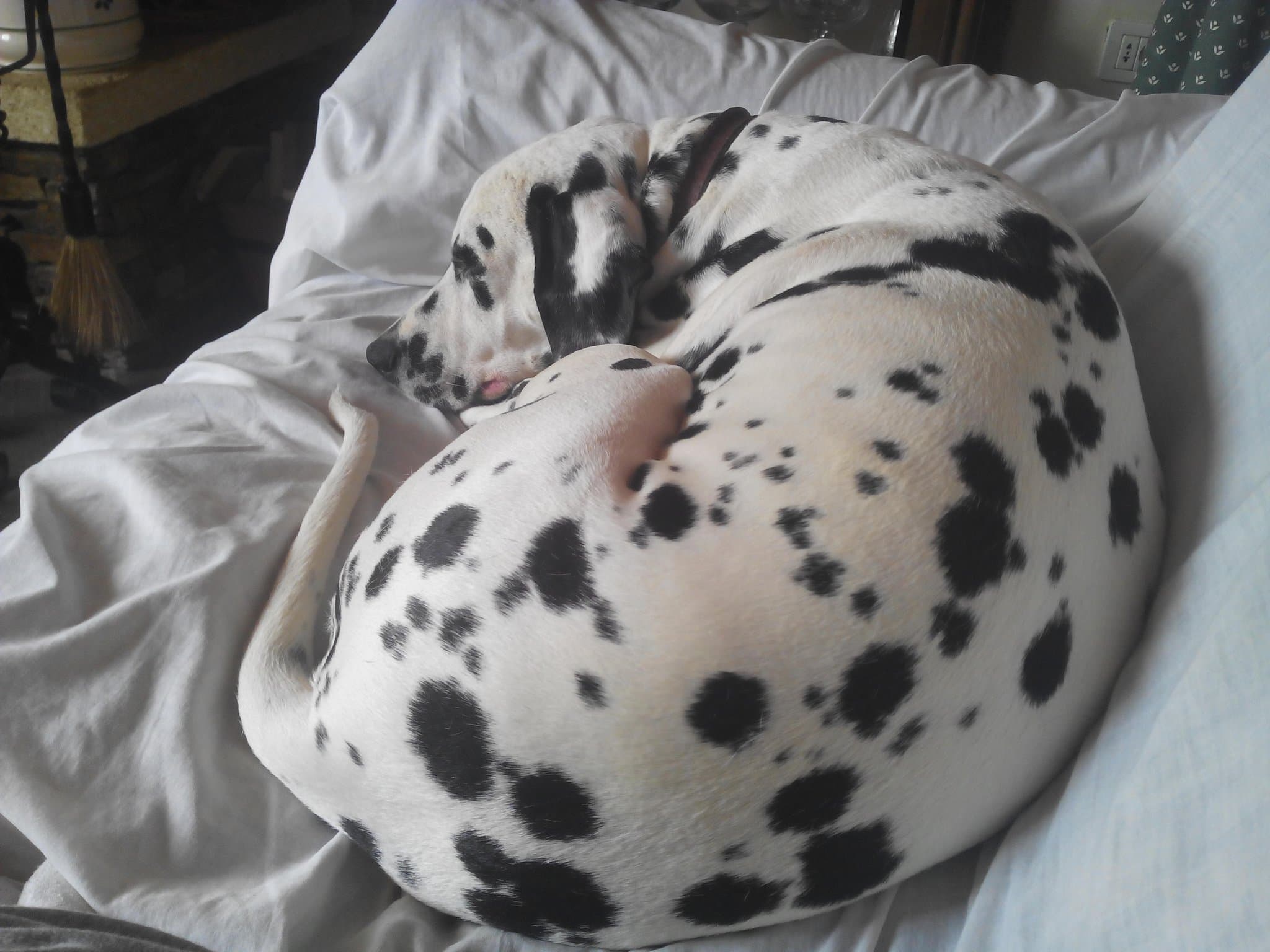 Dalmatian training