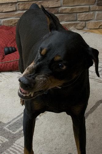 Doberman Pinscher