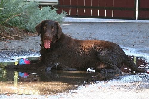 Flat-Coated Retriever training