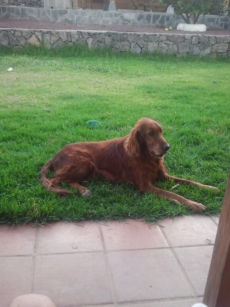 Irish Setter training
