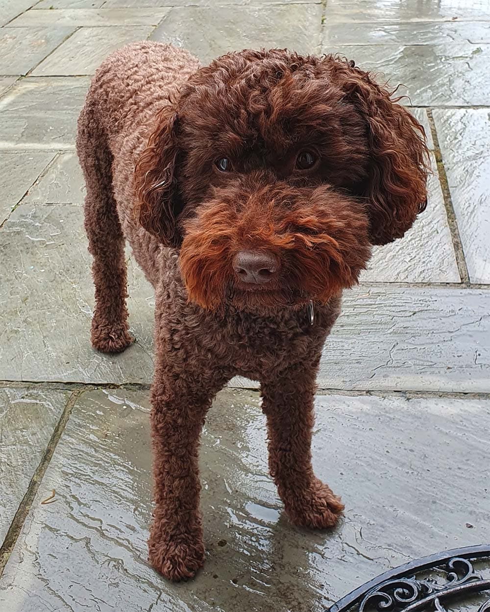 Well-trained Labradoodle