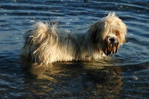 Lhasa Apso training