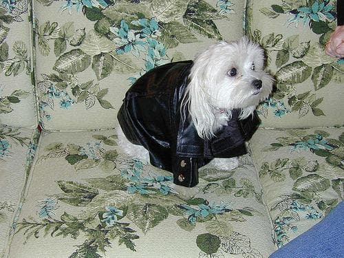 Maltese training