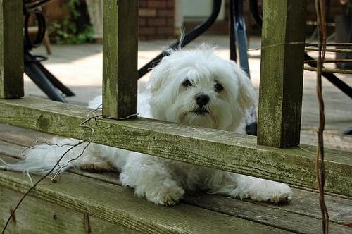 Maltipoo personality and temperament