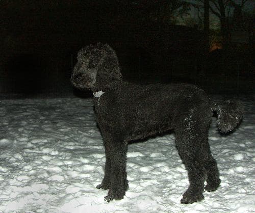 Poodle