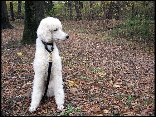 Well-trained Poodle