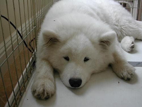 Well-trained Samoyed