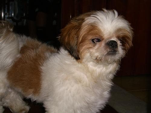 Shih Tzu training