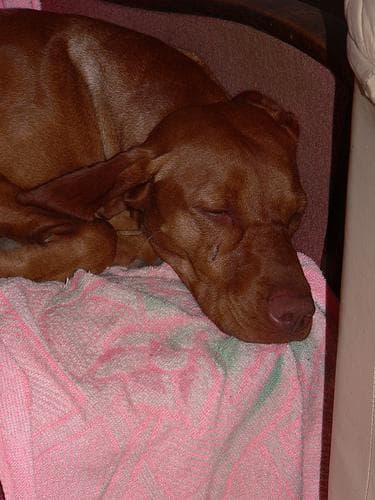 Vizsla training